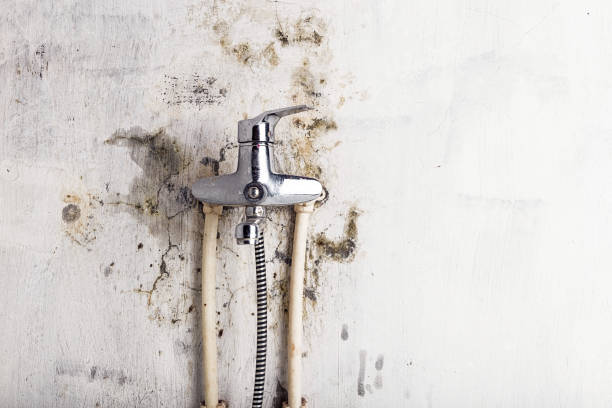 Best Mold Cleaning Services  in Dallas, OR
