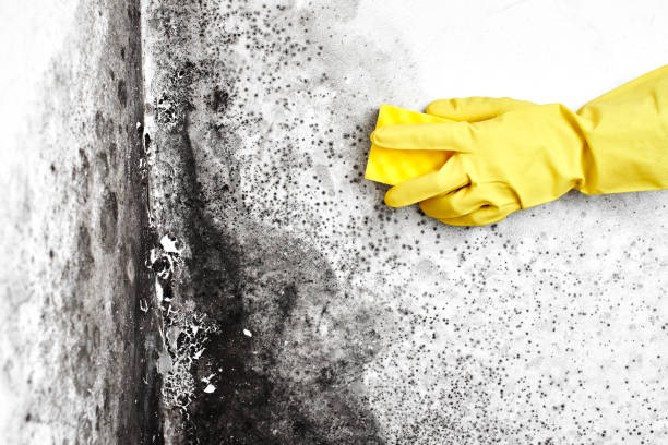 Best Toxic Mold Removal  in Dallas, OR