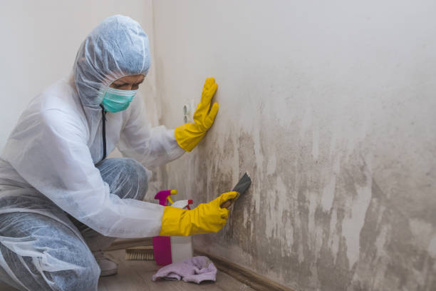 Best Mold Damage Repair  in Dallas, OR