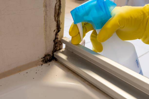 Best Professional Mold Removal  in Dallas, OR