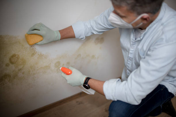 Best Residential Mold Removal  in Dallas, OR