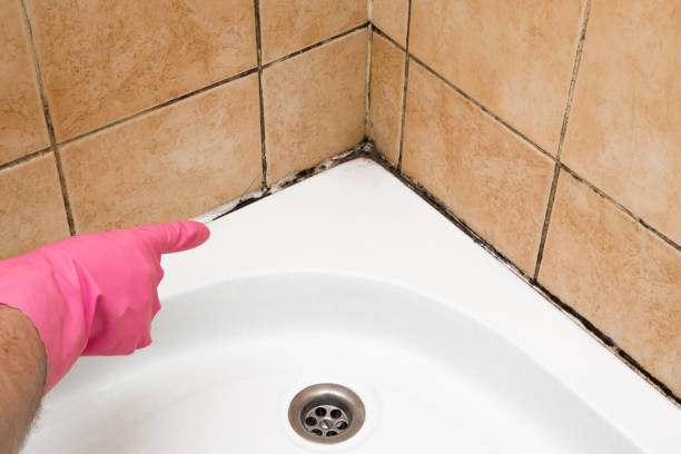 Best Attic Mold Removal  in Dallas, OR